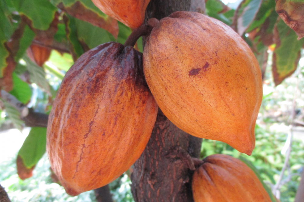 カフェイン カカオニブは妊娠中でも食べられる Cacao Beauty